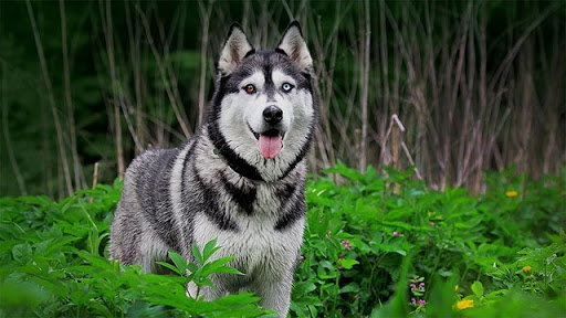 Chú chó Husky 2 màu mắt rất hiếm