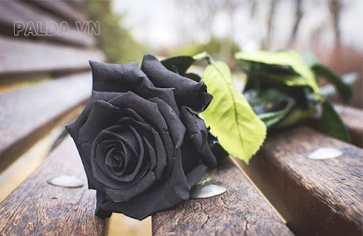 Hoa hồng đen mang cả ý nghĩa tích cực và ý nghĩa tiêu cực