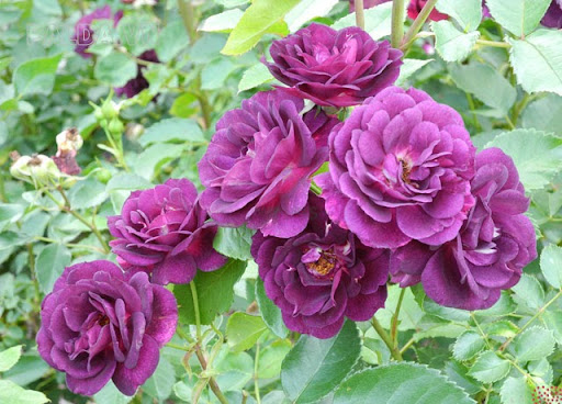 hoa hồng tím đậm Midnight Blue Rose