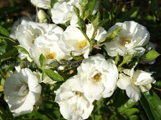 Hoa hồng trắng Lệ Băng