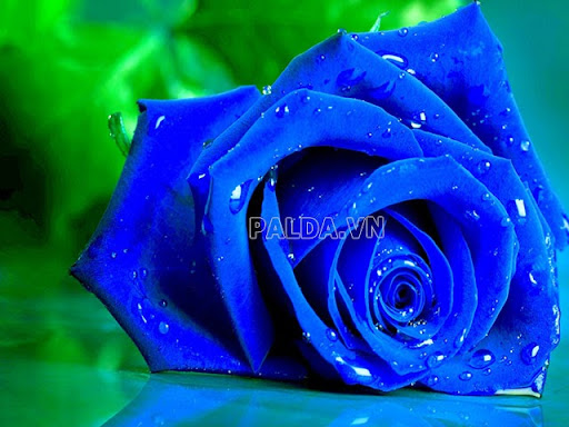 Hoa hồng xanh là loài hoa đặc biệt mang vẻ đẹp bí ẩn