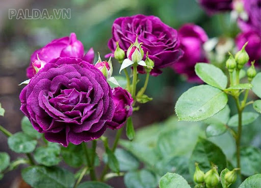 Hoa hồng màu tím đậm Minerva Rose