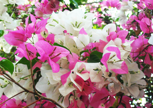 Hoa giấy được lai tạo có thể tạo ra những chùm hoa mang các màu sắc khác nhau